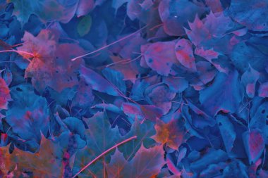 Renkli sonbahar yaprakları arka plan için gradyan ile yapılır. Soyut, dokulu, yumuşak ve bulanık stili bir kartpostal gibi. Bulanık arkaplan için soyut sonbahar yaprakları.