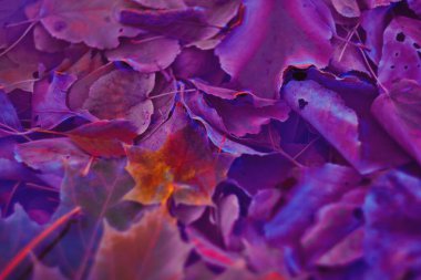 Renkli sonbahar yaprakları arka plan için gradyan ile yapılır. Soyut, dokulu, yumuşak ve bulanık stili bir kartpostal gibi. Bulanık arkaplan için soyut sonbahar yaprakları.
