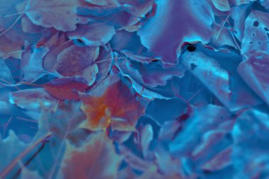 Renkli sonbahar yaprakları arka plan için gradyan ile yapılır. Soyut, dokulu, yumuşak ve bulanık stili bir kartpostal gibi. Bulanık arkaplan için soyut sonbahar yaprakları.