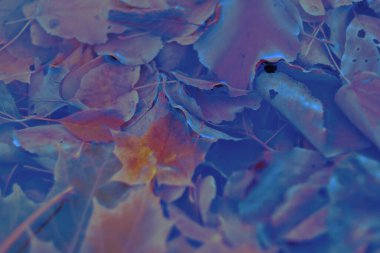 Renkli sonbahar yaprakları arka plan için gradyan ile yapılır. Soyut, dokulu, yumuşak ve bulanık stili bir kartpostal gibi. Bulanık arkaplan için soyut sonbahar yaprakları.