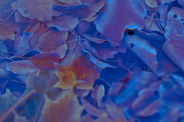 Renkli sonbahar yaprakları arka plan için gradyan ile yapılır. Soyut, dokulu, yumuşak ve bulanık stili bir kartpostal gibi. Bulanık arkaplan için soyut sonbahar yaprakları.