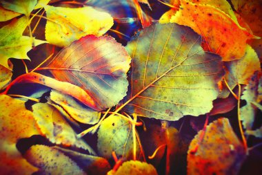 Renkli sonbahar yaprakları arka plan için gradyan ile yapılır. Soyut, dokulu, yumuşak ve bulanık stili bir kartpostal gibi. Bulanık arkaplan için soyut sonbahar yaprakları.