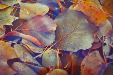 Renkli sonbahar yaprakları arka plan için gradyan ile yapılır. Soyut, dokulu, yumuşak ve bulanık stili bir kartpostal gibi. Bulanık arkaplan için soyut sonbahar yaprakları.