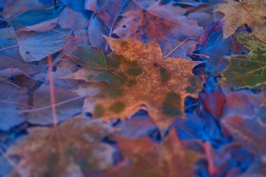 Renkli sonbahar yaprakları arka plan için gradyan ile yapılır. Soyut, dokulu, yumuşak ve bulanık stili bir kartpostal gibi. Bulanık arkaplan için soyut sonbahar yaprakları.