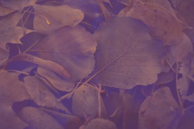 Renkli sonbahar yaprakları arka plan için gradyan ile yapılır. Soyut, dokulu, yumuşak ve bulanık stili bir kartpostal gibi. Bulanık arkaplan için soyut sonbahar yaprakları.