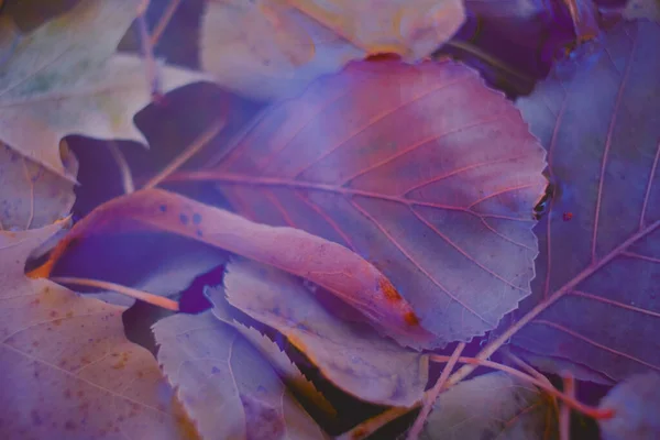 色彩斑斓的秋天树叶 背景呈渐变状 柔软而模糊的风格就像明信片 背景模糊的秋叶 — 图库照片