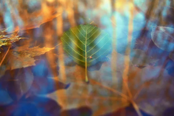 Πολύχρωμα Φθινοπωρινά Φύλλα Φτιαγμένα Κλίση Για Φόντο Αφηρημένη Υφή Απαλό — Φωτογραφία Αρχείου