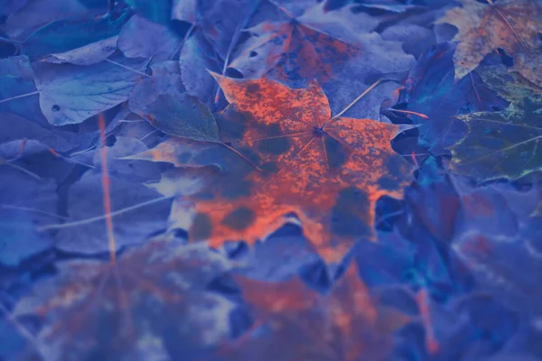 Barevné Podzimní Listy Gradientem Pro Pozadí Abstraktní Textura Měkký Rozmazaný — Stock fotografie
