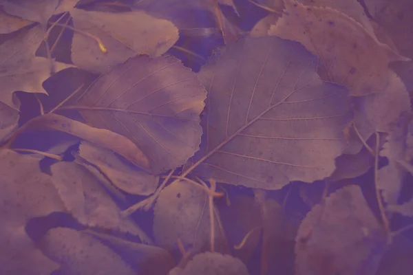 色彩斑斓的秋天树叶 背景呈渐变状 柔软而模糊的风格就像明信片 背景模糊的秋叶 — 图库照片