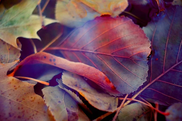 Feuilles Automne Colorées Faites Avec Dégradé Pour Fond Abstrait Texture — Photo