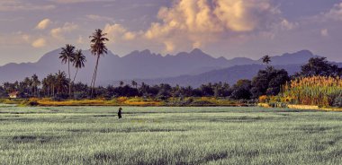 Asyalı çiftçiler pirinç nakli yapar, çok çalışır, pirinç yetiştirir, çeltik tarlası, geleneksel Asya pirinç nakli. Langkawi, Malezya.