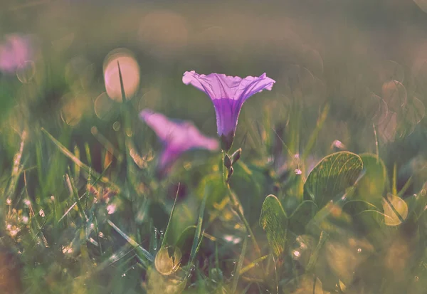 Yumuşak Odaklı Güzel Soyut Çiçek Arka Plan Için Klasik Renk — Stok fotoğraf