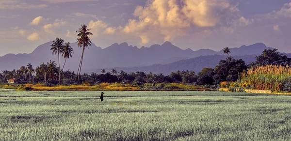 Asyalı çiftçiler pirinç nakli yapar, çok çalışır, pirinç yetiştirir, çeltik tarlası, geleneksel Asya pirinç nakli. Langkawi, Malezya.