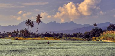 Asyalı çiftçiler pirinç nakli yapar, çok çalışır, pirinç yetiştirir, çeltik tarlası, geleneksel Asya pirinç nakli. Langkawi, Malezya.