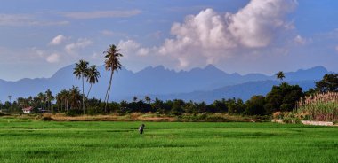 Asyalı çiftçiler pirinç nakli yapar, çok çalışır, pirinç yetiştirir, çeltik tarlası, geleneksel Asya pirinç nakli. Langkawi, Malezya.