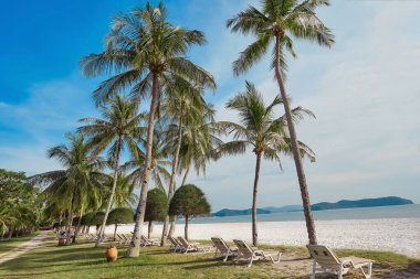 Langkawi adasındaki plajların altında tatil koltukları. Hindistan cevizi palmiyeleri, çimenler ve etrafta kimse yok. Malezya.