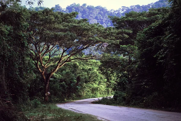 Lindo Rural Estrada Terra Vazia Entre Árvores Veja Onde Estrada — Fotografia de Stock