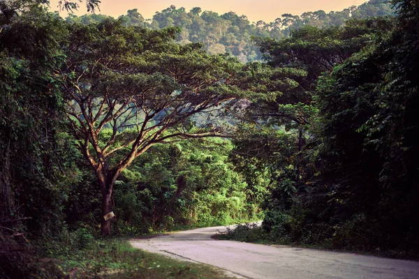 Lindo Rural Estrada Terra Vazia Entre Árvores Veja Onde Estrada — Fotografia de Stock