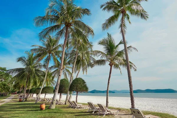 Langkawi Adasındaki Plajların Altında Tatil Koltukları Hindistan Cevizi Palmiyeleri Çimenler — Stok fotoğraf