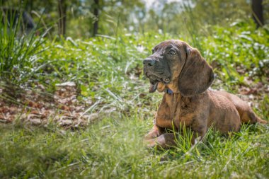 Çim döşeme Hannoverli tazı köpek yavrusu