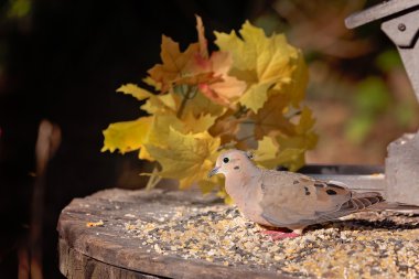 Mourning dove a.ka. turtle dove at a feeder in Missouri with fal clipart