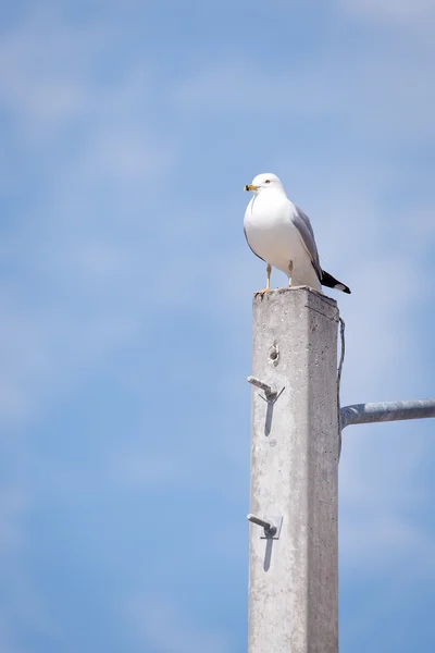 Ring billed gull perched on concrete pole — Stock Photo, Image