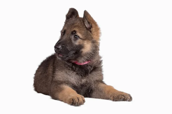 Schäferhund Welpe legt sich hin — Stockfoto