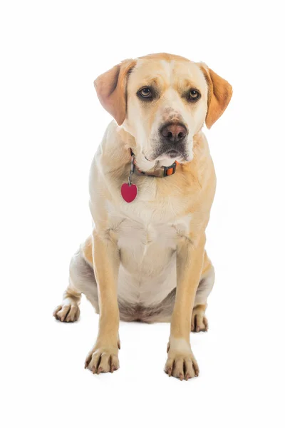 Жовтий лабрадор хрест собака — стокове фото