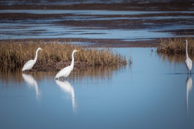 Büyük sorguçlar gıda için avcılık