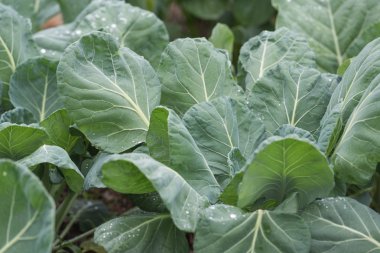 Bir yağmur sonra genç lahana bitkiler