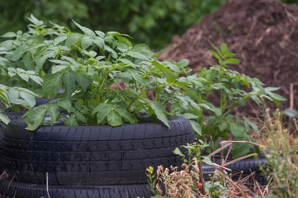 Aardappelen groeien in band bedden — Stockfoto