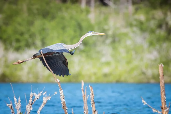 Great Blue Heron in flight  Ardea herodias — Stock Photo, Image