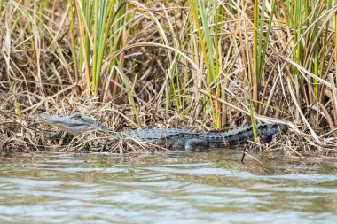 Küçük Amerikan Timsahı suyun kenarında yatıyor.