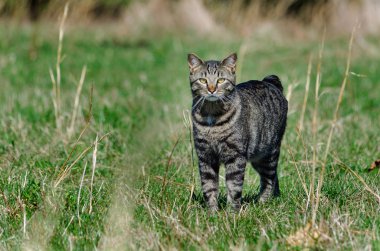 Manx kedi bir alanda