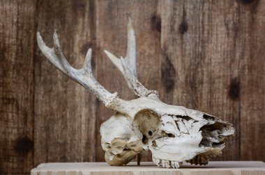 Whitetail Geyik kafatası rustik ortamda