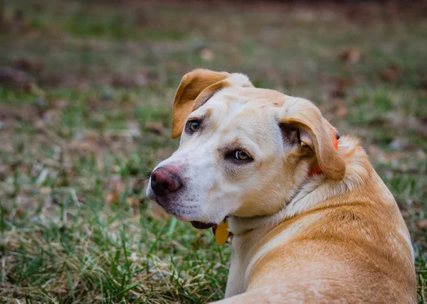 Yellow mixed breed dog looks back over its back — Stock Photo, Image