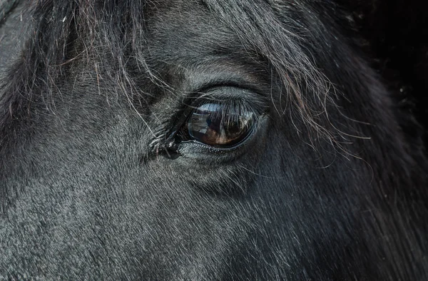 Ojo de caballo negro — Foto de Stock