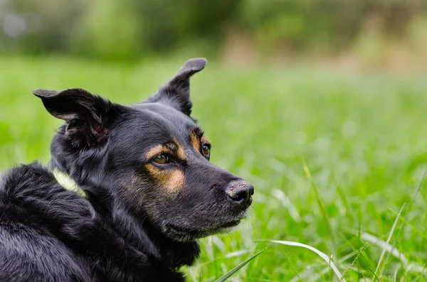 Male black shepard mix — Stock Photo, Image