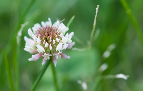 Trifolium vit klöver blomma — Stockfoto
