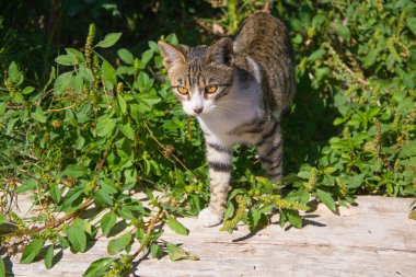 Parlak sarı gözlü bir sokak kedisi çalıların arasından sürünerek çıkıyor.