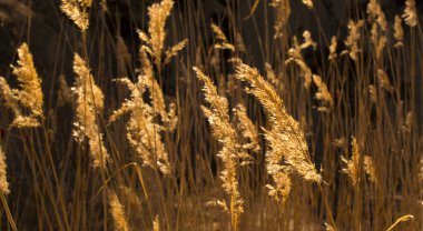 Altın sonbahar günbatımı güneşiyle kaplı romantik bir çimen tarlası.