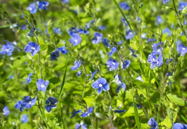 Veronica Chamaedrys 'in peri çayırı çiçekleri, Alman hız kuyusu, kuş bakışı sürat, yaz ışığı altında Veronica dalları koyu yeşil