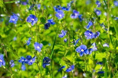 Veronica Chamaedrys 'in peri çayırı çiçekleri, Alman hız kuyusu, kuş bakışı sürat, yaz ışığı altında Veronica dalları koyu yeşil