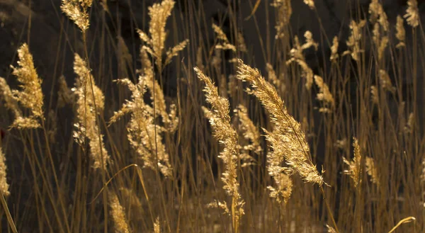 Altın sonbahar günbatımı güneşiyle kaplı romantik bir çimen tarlası.