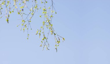 Taze taze huş dalları çerçevenin sol kenarından aşağı iner ve metin için boşluk bırakır