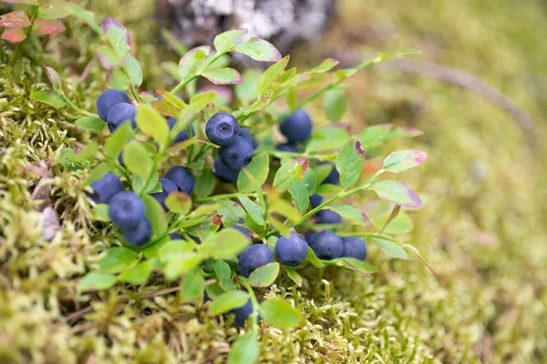 Blueberry Bush Mandi Dengan Beri Pada Lumut Hutan Mac — Stok Foto