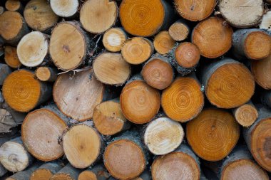 Renkli dallardan, huş ağaçlarından, kızılavuzlardan kesilmiş odun yığınları
