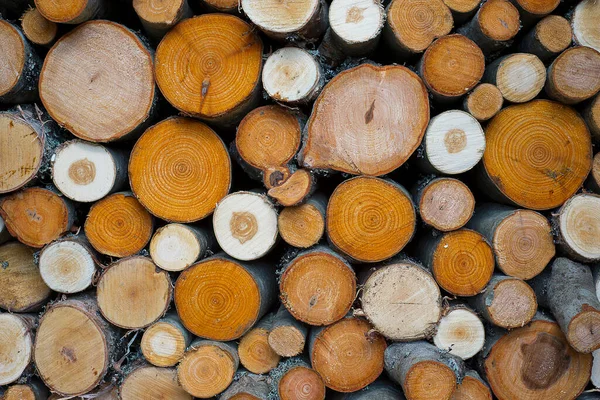 Renkli dallardan, huş ağaçlarından, kızılavuzlardan kesilmiş odun yığınları