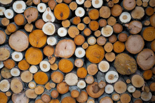 Renkli dallardan, huş ağaçlarından, kızılavuzlardan kesilmiş odun yığınları