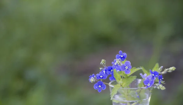 Yaz Yeşilliğinin Arka Planında Cam Vazoda Bir Buket Veronica Çiçeği — Stok fotoğraf